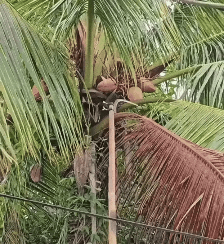 Portable Grass Sickle Cutter Head – Heavy Duty Brush & Weed Cutting Tool | Cash on Delivery Avai